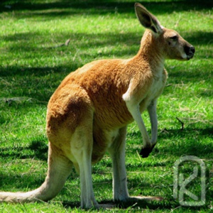 Anigozanthos - Kangaroo paws - Кенгурува лапа